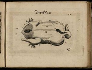 Ill. "Birckhan" zu S. 56