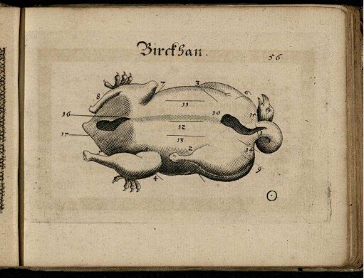Ill. "Birckhan" zu S. 56
