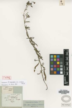 Anchusa undulata L. var. intacta Griseb.[lectotype]