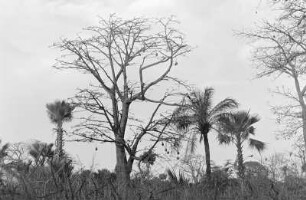 Palmen und Baobab-Baum (Afrikanischer Affenbrotbaum), Gambia