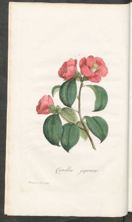 Camellia japonica