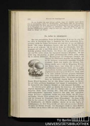 [V.] Die Kultur der Champignons.