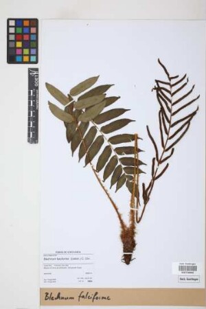 Blechnum falciforme (Liebm.) C. Chr.