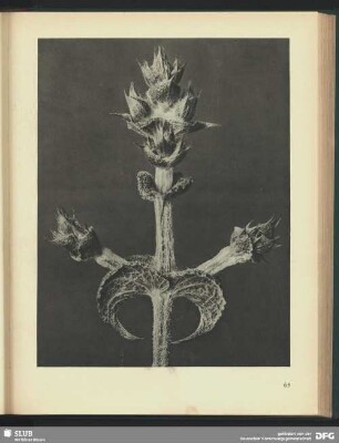 Salvia aethiopis