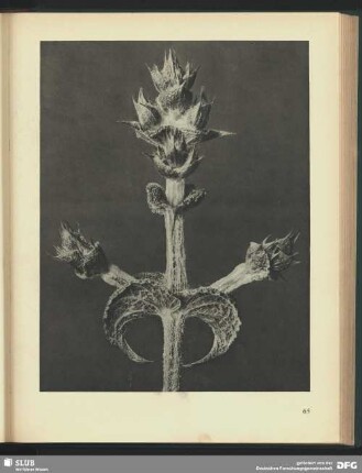 Salvia aethiopis
