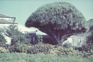 Reisefotos Spanien. Teneriffa. Drachenbaum (Dracena draco)