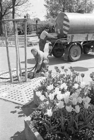 Wässerung neu gepflanzter Bäume durch das Gartenbauamt im Zusammenhang mit anhaltender Trockenheit