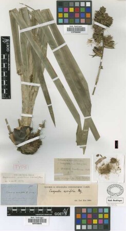 Caraguata acorifolia Mez