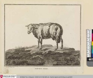 MOUTON VEXIN [Schaf aus dem Vexin]