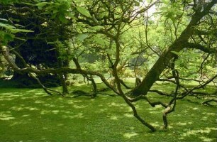 Mainau: Insel Mainau, Wurzeln des Trompeten Baumes