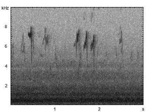 Wiesenpieper | Anthus pratensis - Ruf