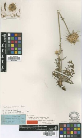 Centaurea eryngioides Lam. var. subarachnoidea Boiss. et Heldr.[isotype]