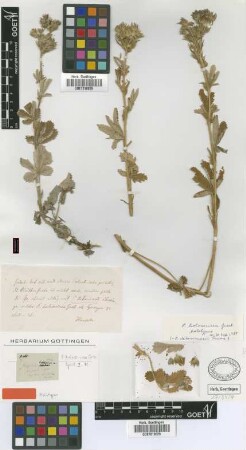 Potentilla holosericea Griseb. [holotype]