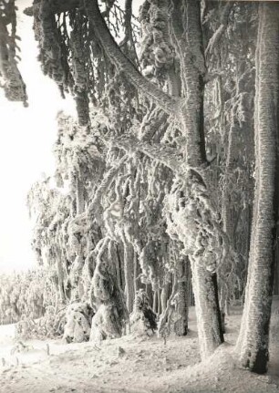 Raufrost am Waldrand von Seiffen