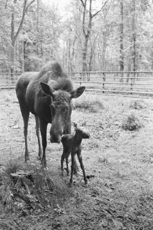 Nachwuchs bei den Elchen im Tierpark Oberwald