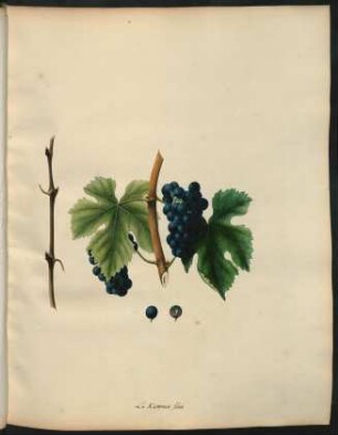 86. Le Kummer bleu