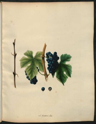 86. Le Kummer bleu