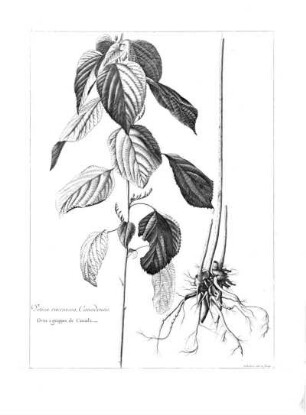 Urtica Racemosa Canadiensis