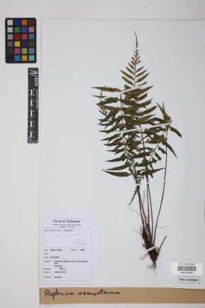 Asplenium cromwellianum Rosenst.