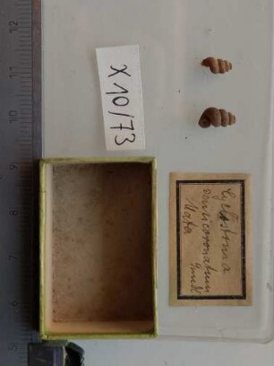 Cyclostoma semicoronatum Gundl.