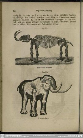 Fig. 95. Skelett des Mammut