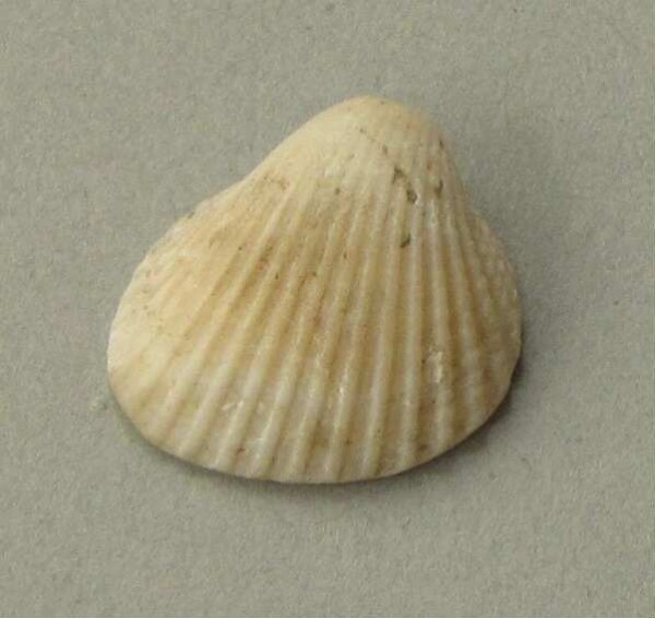 Anhänger aus Muschelschale