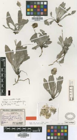 Senecio anacephalus Griseb. [holotype]