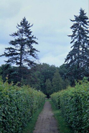 Weg zwischen Hecken im Schlossgarten