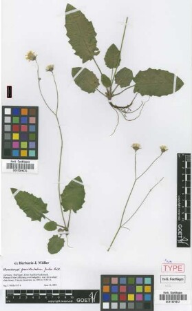 Hieracium grossidentatum Joch.Mull. [paratype]