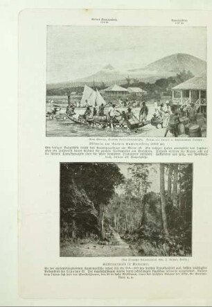 Küstenurwald in Kamerun