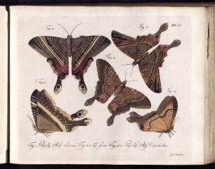 [1], Theil 4, Taf: Natursystem aller bekannten in- und ausländischen Insekten als eine Fortsezzung der von Büffonschen Naturgeschichte: Nach dem System des Ritters Carl von Linne bearbeitet. [1]. Der Schmetterlinge ... Theil. Theil 4, Taf