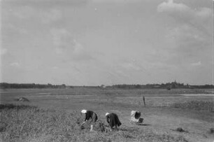 Landschaft um Schleife. Ernte. : Krajina wokoło Slepeho. Žně na polu.