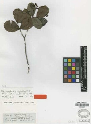 Oedematopus obovatus Planch. & Triana [isotype]