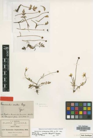 Ranunculus delphinifolius HBK.