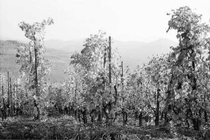 Ehrenstetten: Ehrenstetter Ölberg; hochstehende Reben