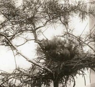 Eichhörnchen (Sciurus vulgaris L.). Junge im Nest