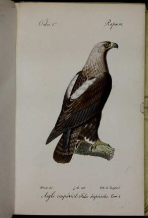 Aigle ...