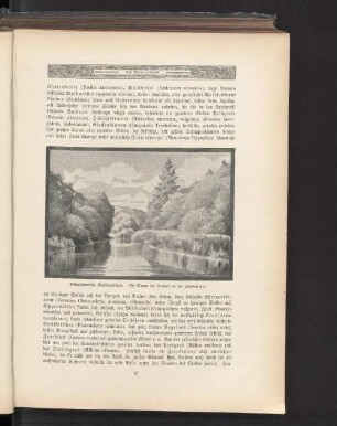 Ostholsteinische Waldlandschaft. (Die Tanne bei Rastorf an der Schwentine.)