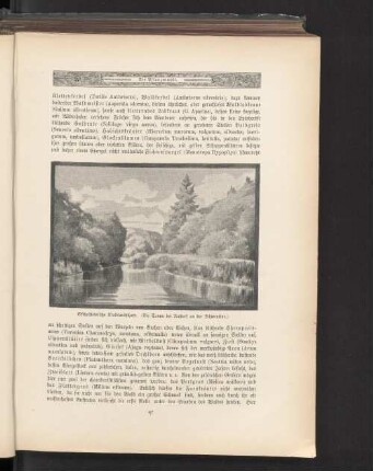 Ostholsteinische Waldlandschaft. (Die Tanne bei Rastorf an der Schwentine.)