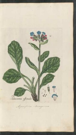 21. Pulmonaria officinalis