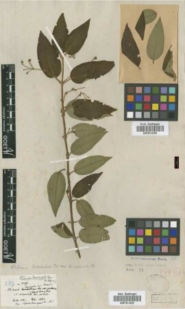 Clidemia divaricata Cogn.