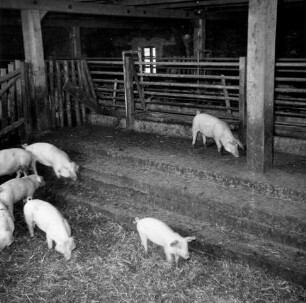 Schweinezucht eingestreuter Laufstall für Absatzferkel