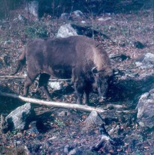 Nationalpark Bayerischer Wald. Wisent im Gehege