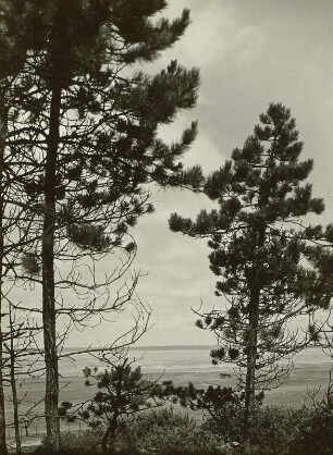 Strandkiefern am Geestrand bei Sahlenburg. Blick zur Küste