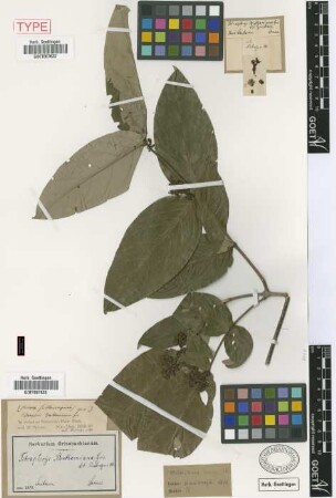 Tetrapterys benthamiana Griseb. in Mart. [holotype]