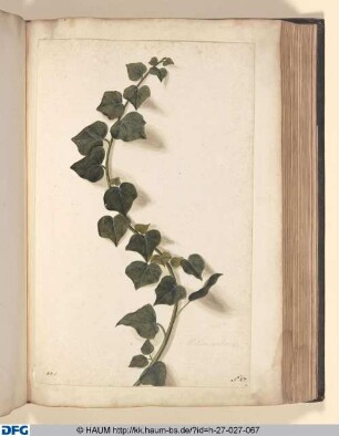 Hedera arborea.