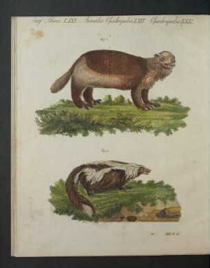 Tafel: Vierf. Thiere LXXX. [...]