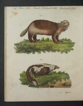 Tafel: Vierf. Thiere LXXX. [...]
