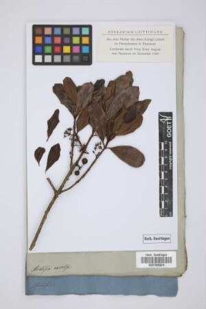 Ardisia excelsa