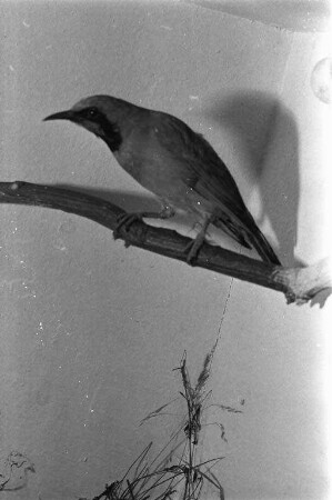 Ausstellung des Vereins der Vogelfreunde.